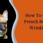 How To Clean French Bulldog Wrinkles?