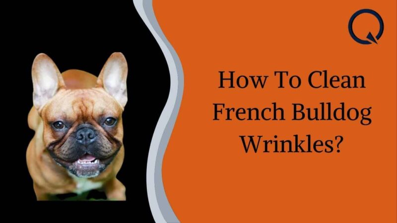 How To Clean French Bulldog Wrinkles?