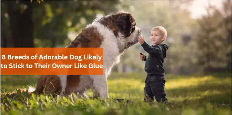8 Breeds of Adorable Dog Likely to Stick to Their Owner Like Glue