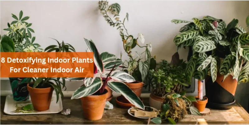 8 Detoxifying Indoor Plants For Cleaner Indoor Air