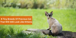 8 Tiny Breeds Of Precious Cat That Will Still Look Like Kittens
