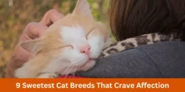 9 Sweetest Cat Breeds That Crave Affection