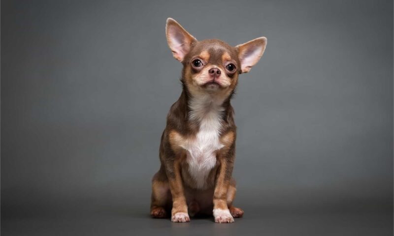 Chihuahua puppy on a black background | MercerOnline