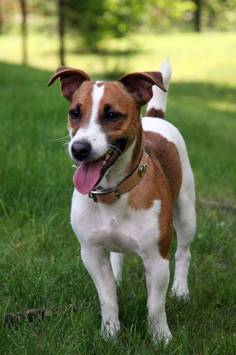 Jack Russell Terrier 1 | MercerOnline