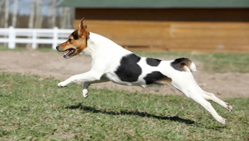 Parson Jack Russell Terrier dog smooth coat running | MercerOnline