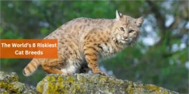 The World’s 8 Riskiest Cat Breeds