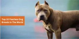 Top 10 Fearless Dog Breeds In The World