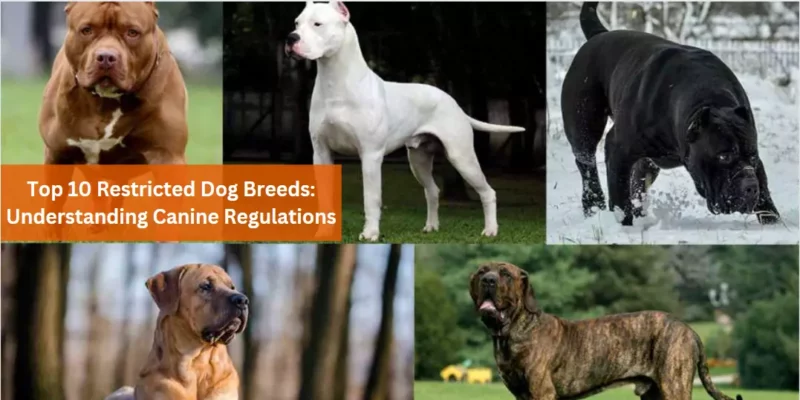 Top 10 Restricted Dog Breeds