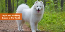 Top 8 Best Sled Dog Breeds In The World