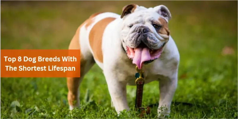 Top 8 Dog Breeds With The Shortest Lifespan