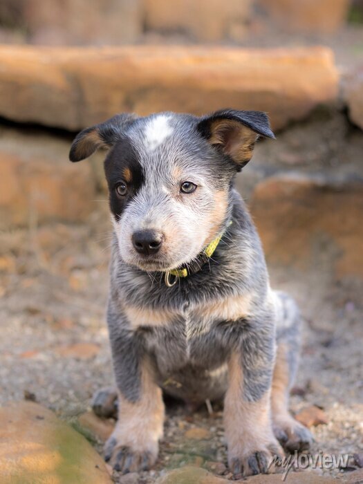 a australian cattle dog blue heeler puppy full length portrait with the puppy sitting down looking at the camera 700 261213935 | MercerOnline