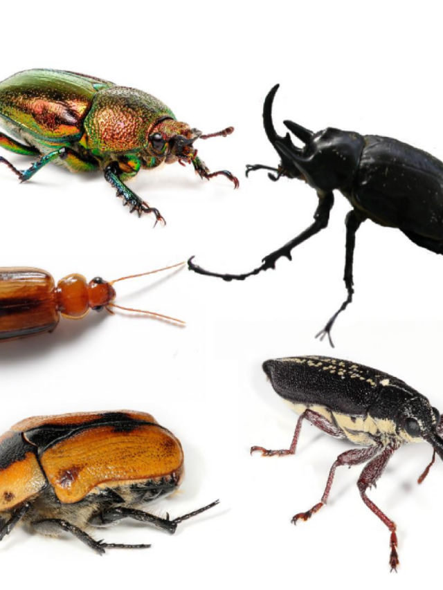 10 Most Beautiful Beetles in the World