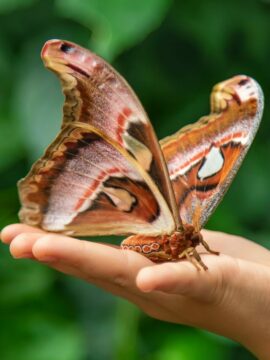 Child holds a butterfly on their hand Coscinocera hercules Selective