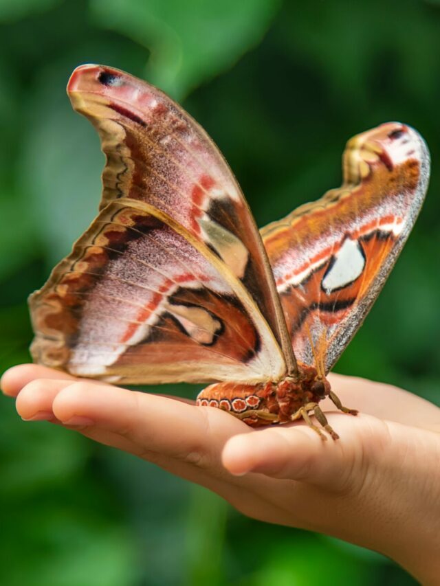 Top 10 Largest Moths in the World