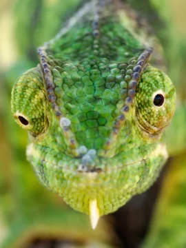 chameleon-eyes_square