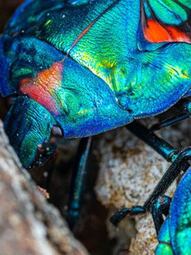 10 Most Beautiful Insects That Can Be Your Friend