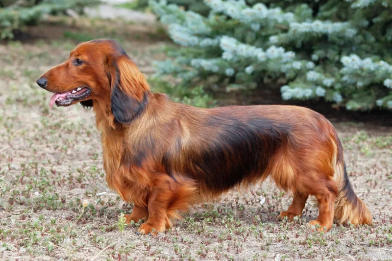 dachshund dog long doat | MercerOnline