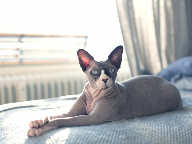 hairless cat breeds 1567008459 | MercerOnline