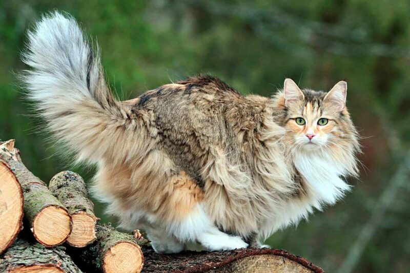 norwegian forest cat on logs 253949356 2000 dd3954c81b5b4a3a864ab1e045432f02 | MercerOnline