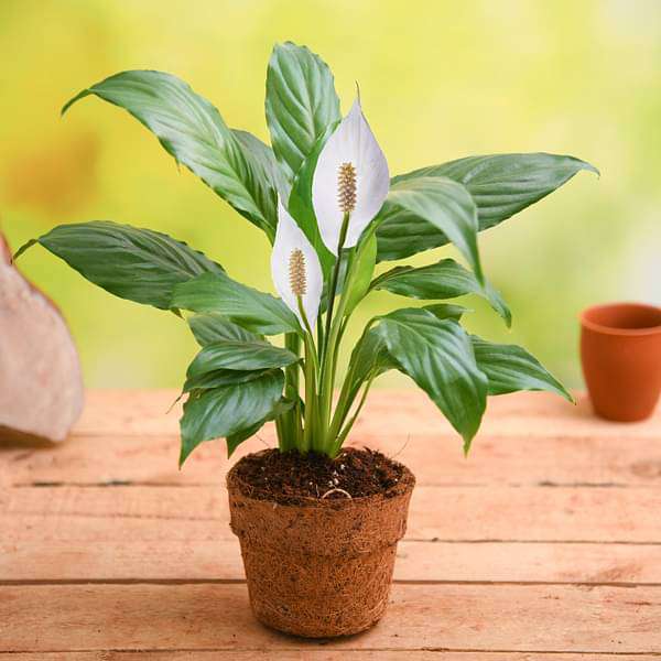 nurserylive gifts eco friendly peace lily gift plant 16968838840460 | MercerOnline