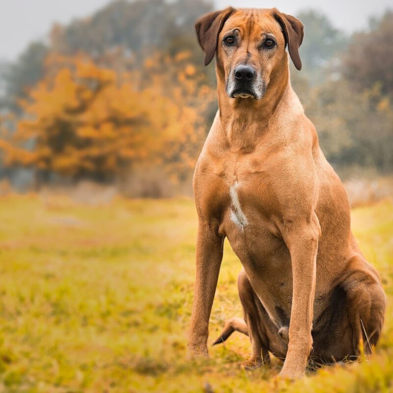 rhodesian ridgeback you asked for it and now you have it | MercerOnline