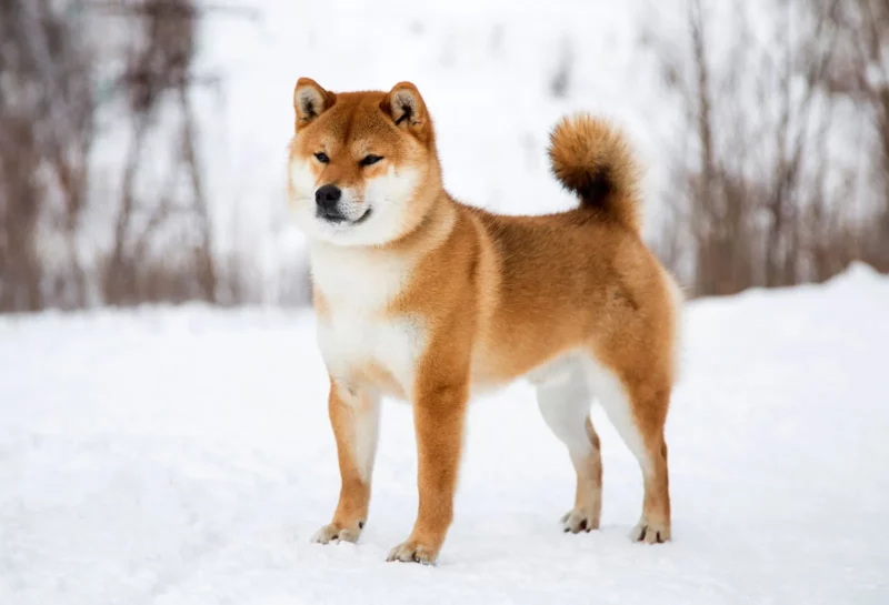 shiba inu dog in the snow | MercerOnline