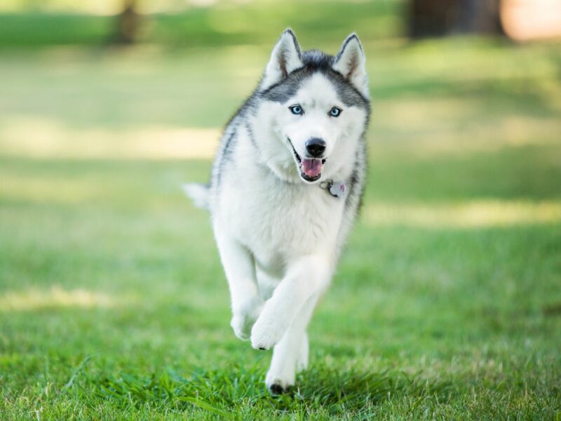 wolf dog breeds siberian husky 1570411330 | MercerOnline