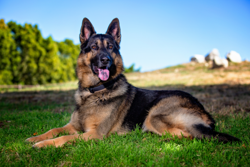 11 dogs like german shepherd | MercerOnline