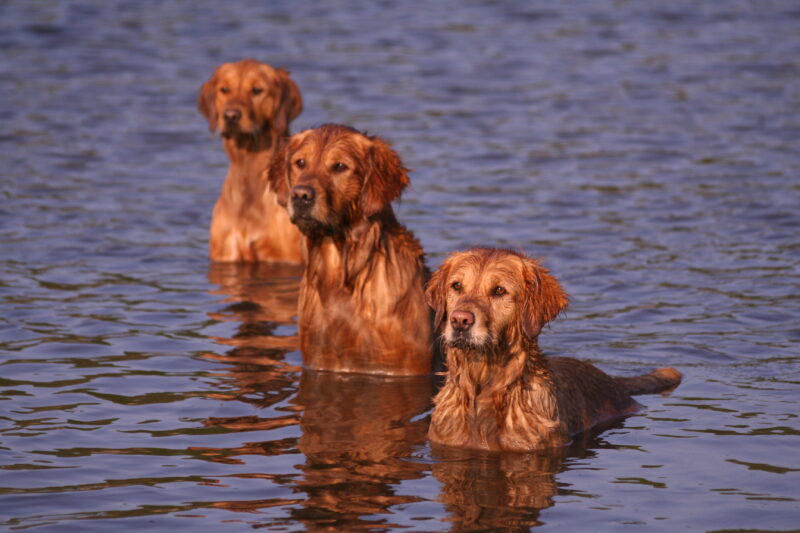 3 Golden Retrievers in the water | MercerOnline