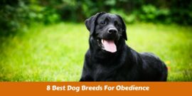 8 Best Dog Breeds For Obedience