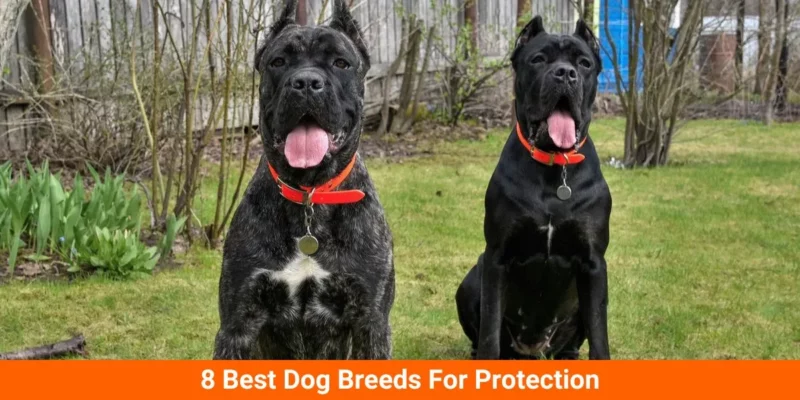 8 Best Dog Breeds For Protection