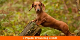 8 Popular Brown Dog Breeds