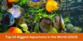 Top 10 Biggest Aquariums in the World (2023)