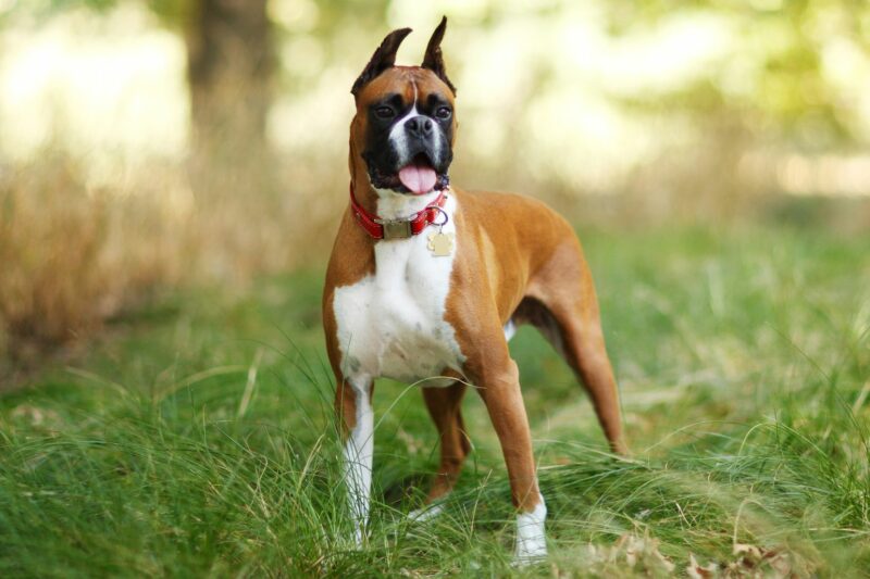 boxer dog breed 1117944 hero dfe9f67a59ce4ab19ebd274c06b28ad1 | MercerOnline